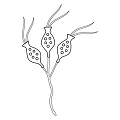dinobryon protozoa line icon