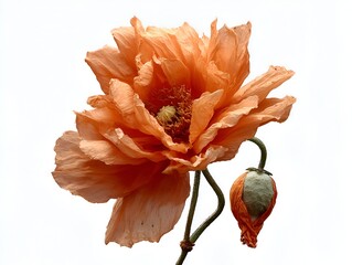 Close up of a single orange poppy flower with a closed bud set against a clean white studio background today.