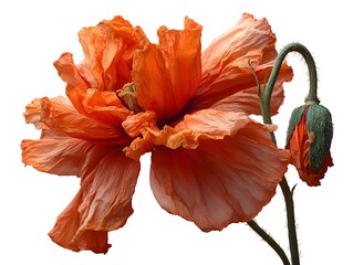An orange poppy flower in full bloom displays fragile petals against a plain white studio background now.