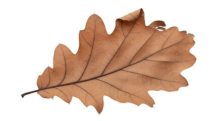 Dried Oak Leaf Isolated on Black Background Transparent