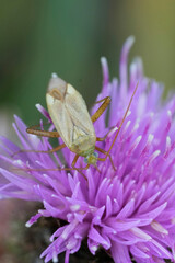 Vertical closeup on a Lucerne or alfalfa plant bug Adelphocoris lineolatus on a purple knapweed flower