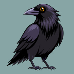 Un beau corbeau Corvus corax, oiseau Nord Pologne Europe