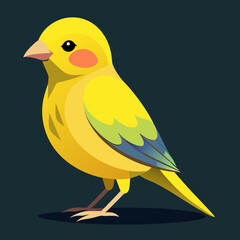 Canari domestique (Serinus Canaria Domestica) - 19ème siècle