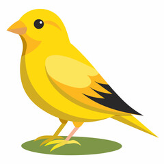 Canari domestique (Serinus Canaria Domestica) - 19ème siècle