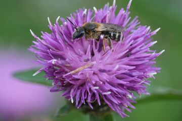 Closeup on a female bull-headed furrow bee, Lasioglossum zonulum on a purple knapweed flower