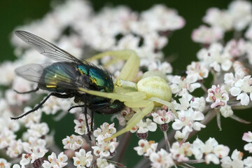 Closeup on a white goldenrod crab spider, Misumena vatia eating a green Lucilia fly as prey
