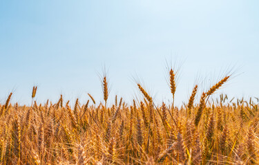 Fototapeta premium Ripe wheat against clear sky in countryside