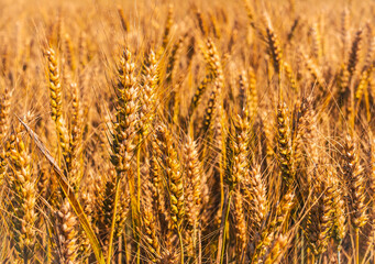 Close-up ears of wheat on agricultural field in countryside