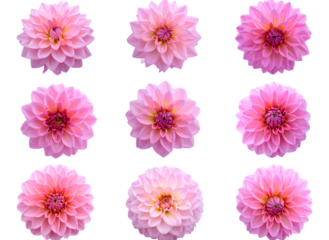 Pink Dahlia Flower Bouquet Isolated on Transparent Background PNG