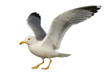 Seagull taking flight spreading wings, isolated marine bird preparing to fly with transparent background