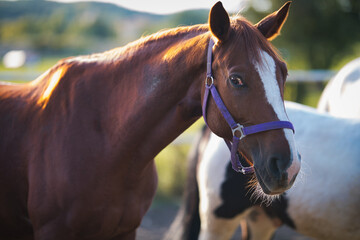 portrait of a horse © Grzegorz
