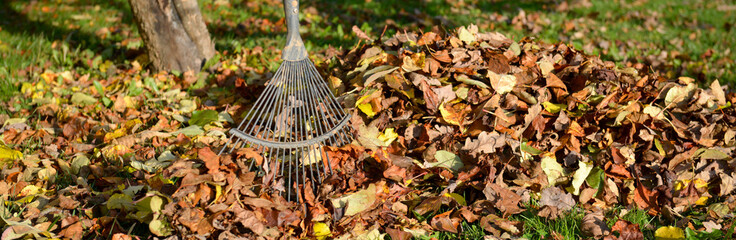 Obraz premium Râteau ou balai à feuilles au milieu d'un tas de feuilles mortes au pied d'un arbre sur la pelouse en automne, format panoramique