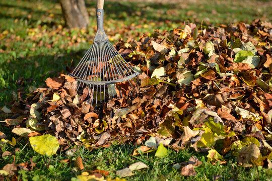 R&acirc;teau ou balai &agrave; feuilles au milieu d'un tas de feuilles mortes au pied d'un arbre sur la pelouse en automne, plan rapproch&eacute;