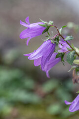 Detail shot of the nettle-leaved bellflower (Campanula trachelium) from the side.
