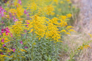 Solidago canadiensis and Impratiens glandulifera. Invasive vegetation in fall.