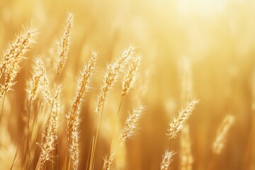 Obraz premium Golden wheat field swaying gently in the warm summer breeze during sunrise