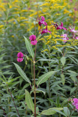 Himalayan balsam (Impratiens glandulifera) and Canadian goldenrod (Solidago canadiensis). Typical, invasive weeds in fall.