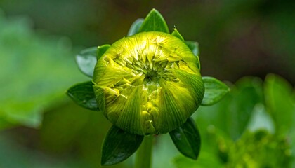 Close-up of a pale yellow dahlia bud