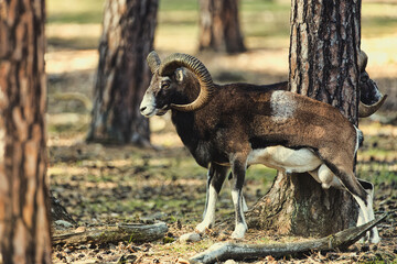 Mouflon Wild Wildlife Cute Animal