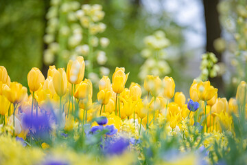 Very beautiful yellow tulips garden at Keukenhof