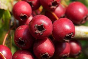 Closeup on the ripe red berries of the Common or single-seeded hawthorn, Crataegus monogyna