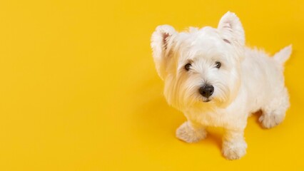 adorable-white-dog-isolated-yellow