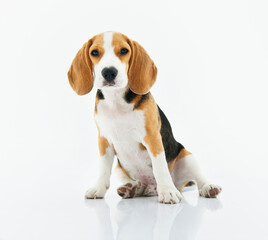 Beagle dog sitting with white background