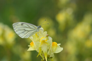 Closeup on a green-veined white butterfly, Pieris napi on top of a common or yellow toadflax flower