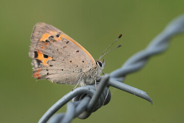 Closeup on a common copper butterfly, Lycaena phlaeas on a barbwire