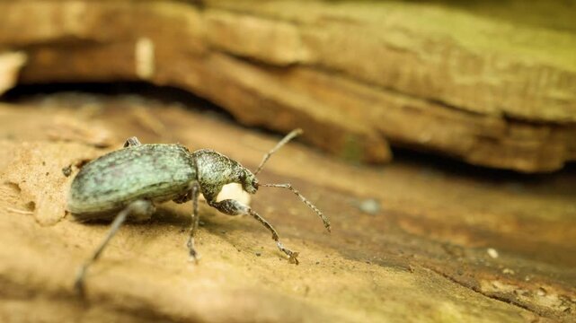 Close-up of a green nettle weevil (Phyllobius pomaceus), a species of short-nosed weevil. September 28, 2025, Vilnius, Lithuania 