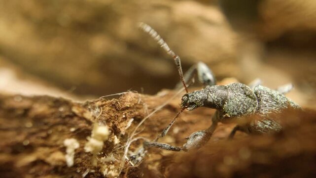  Extreme close-up of a green nettle weevil (Phyllobius pomaceus), which is a species of short-nosed weevil.