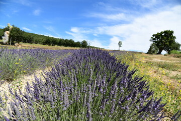 Obraz premium Champs de lavandes de Valensole à l'été juste avant la récolte. 