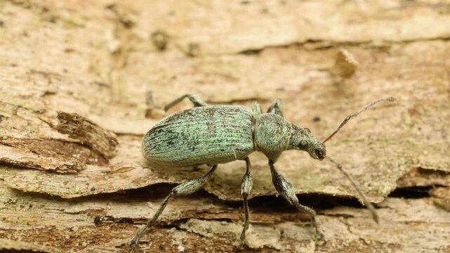 Close-up of a green nettle weevil (Phyllobius pomaceus) crawling, which is a species of short-nosed weevil.