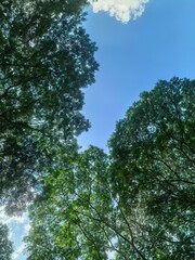 Fototapeta premium Sunlight Filtering Through Dense Green Tree Canopy Framing Blue Sky, Low Angle View, Serene Nature Background
