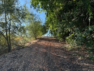 rugged hiking path through the trees in the forest - Escondido, California, USA