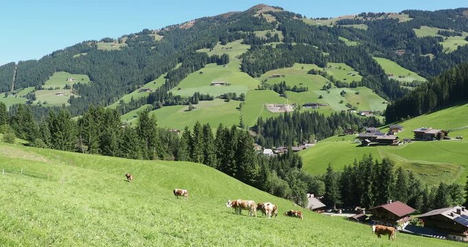 Alpbachtal, &ouml;stlich zum Zillertal im &ouml;sterreichischen Tirol. Kuhherde auf den gr&uuml;nen Weiden des Wiedersberger Horns oberhalb von Inneralpbach mit Blick auf die H&auml;nge des Schatzbergs