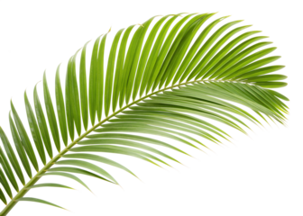 Palm leaf isolated on transparent background, a tropical plant detail