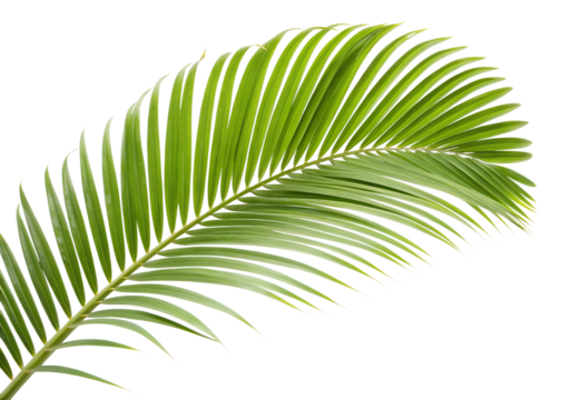 Palm leaf isolated on transparent background, a tropical plant detail
