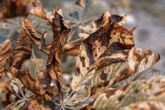 Close-up of chestnut leaves with brown yellow spots. Artistic autumn photo with leaves of different degrees of wilting and brightness of color. High quality photo - Powered by Adobe
