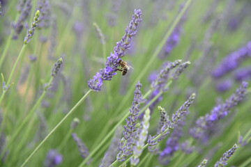 Champs de lavandes de Valensole à l'été juste avant la récolte. 