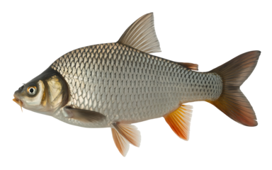A beautiful ide fish isolated on transparent background, a freshwater fish of the family cyprinidae, commonly found in europe and asia, with silver scales and orange fins