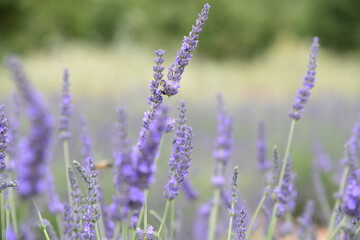 Champs de lavandes de Valensole à l'été juste avant la récolte. 