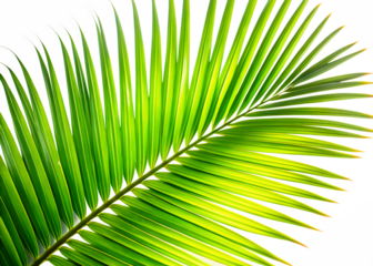 Palm leaf isolated on transparent background, a tropical plant in summer