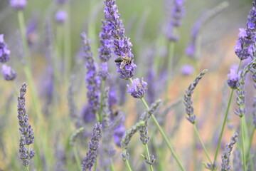 Champs de lavandes de Valensole à l'été juste avant la récolte. 
