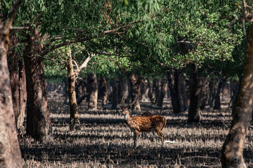 Spotted Deer in a Mangrove Forest. Sundarban is the natural habitat of the world's Royal Bengal Tiger. Deer is very common in the Soundarbans. Ecotourism and wildlife sanctuary in the Sundarbans.