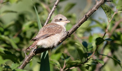 robin on a branch