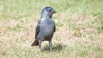crow on the grass