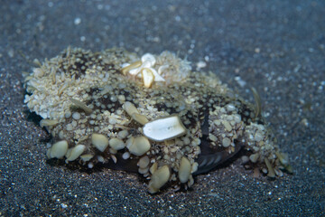 Upside-Down Jellyfish Cassiopea sp., Lembeh Indonesia