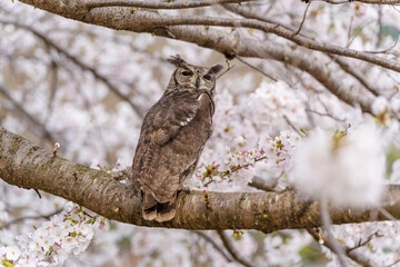 Great horned owl perching on a blooming cherry blossom tree branch, looking towards the camera.