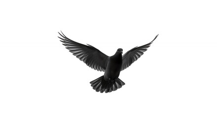Obraz premium Soaring black bird isolated on white background illustration for commercial use